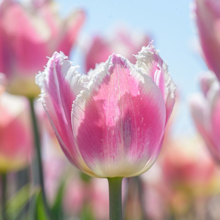 Organic Tulip 'Siesta'