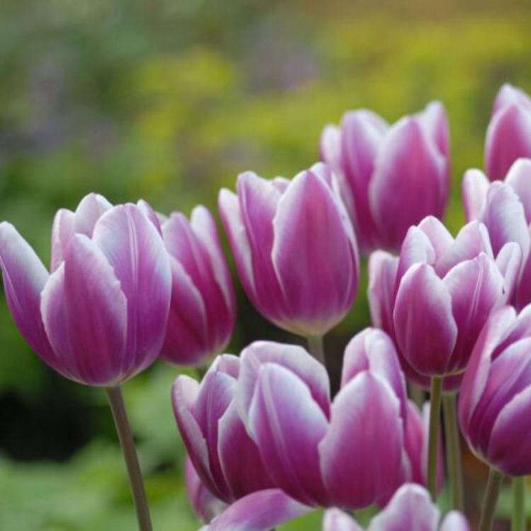 Organic Tulip 'Synaeda Blue'