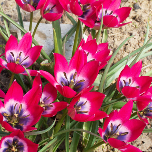 Organic Tulipa humilis 'Little Beauty'