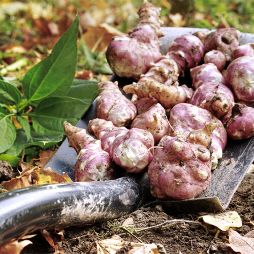 Organic Jerusalem Artichoke