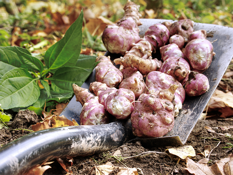Organic Jerusalem Artichoke
