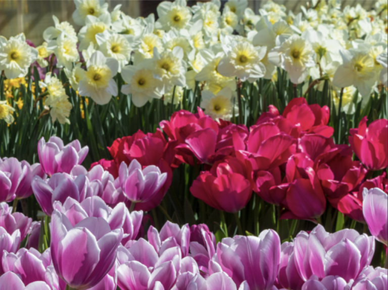 Organic Spring Bulbs