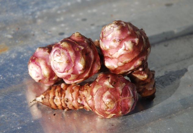 Organic Jerusalem Artichoke Gerard