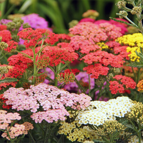Achillea Millefolium Summer Pastels (Organic)