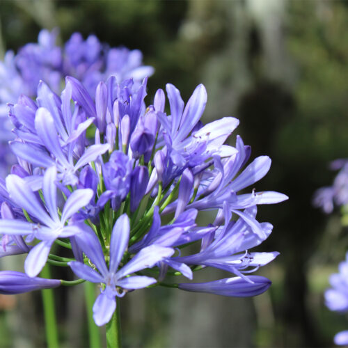Agapanthus africanus ‘Dr. Brouwer’ (Organic)