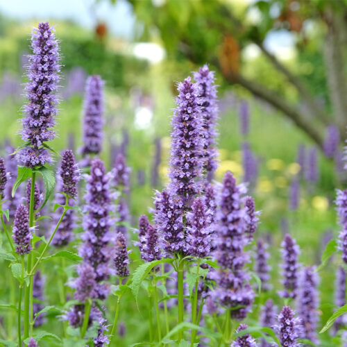 Agastache aurantiaca ‘Blackadder’ (Organic)