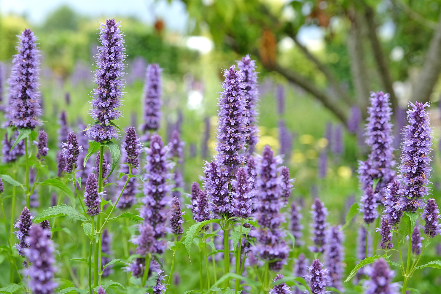 Agastache aurantiaca ‘Blackadder’ (Organic)