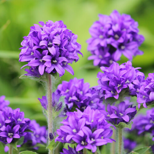 Campanula glomerata Superba Caerulea