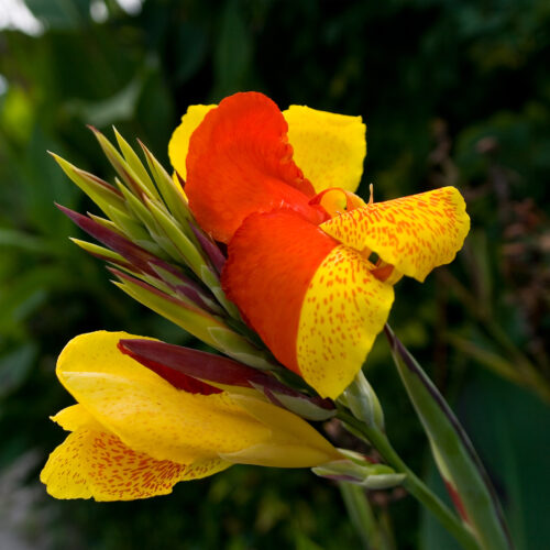 Canna indica 'Cleopatra'
