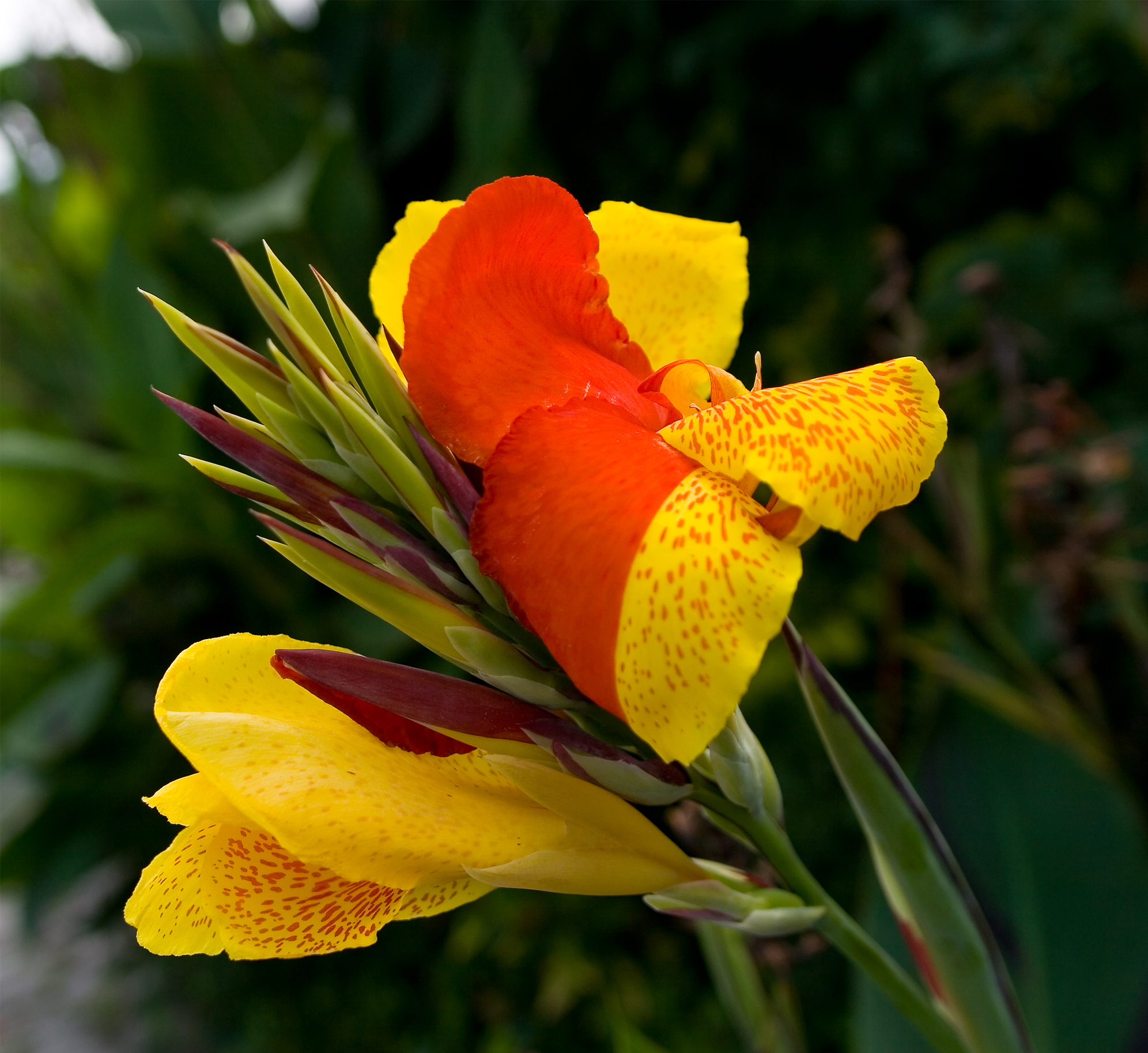Canna indica 'Cleopatra'