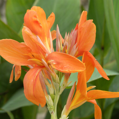Canna indica 'Orange Punch'
