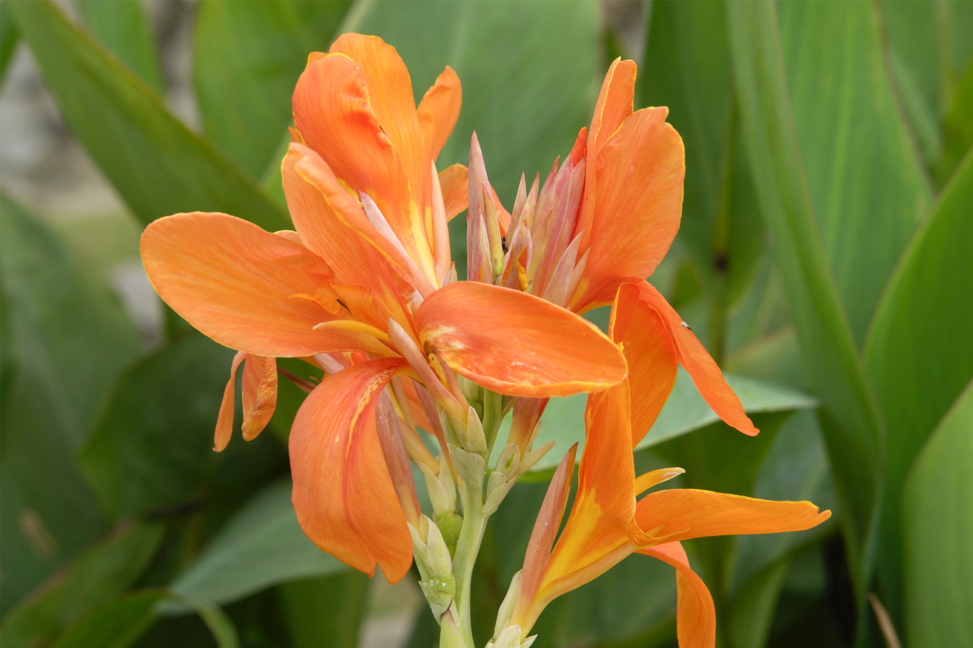 Canna indica 'Orange Punch'