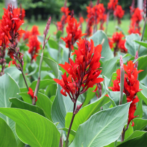 Canna indica 'Red Dazzler'