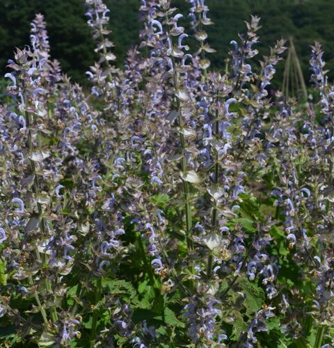 Herb-Clary-Sage
