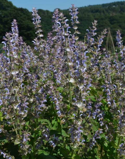 Herb-Clary-Sage