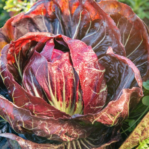 CHICORY PALLA ROSSA 3