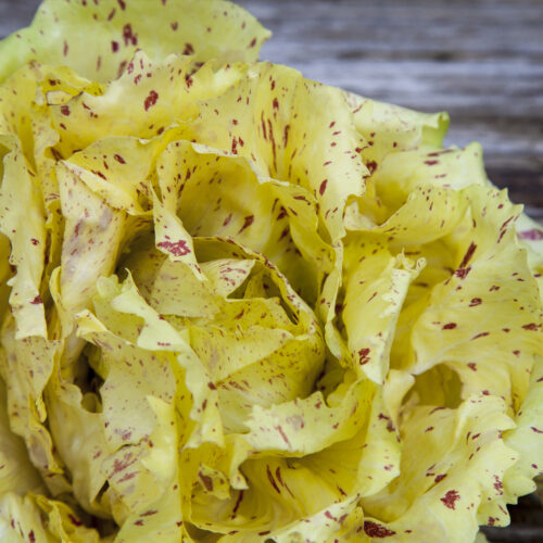 Chicory Variagato di Castelfranco