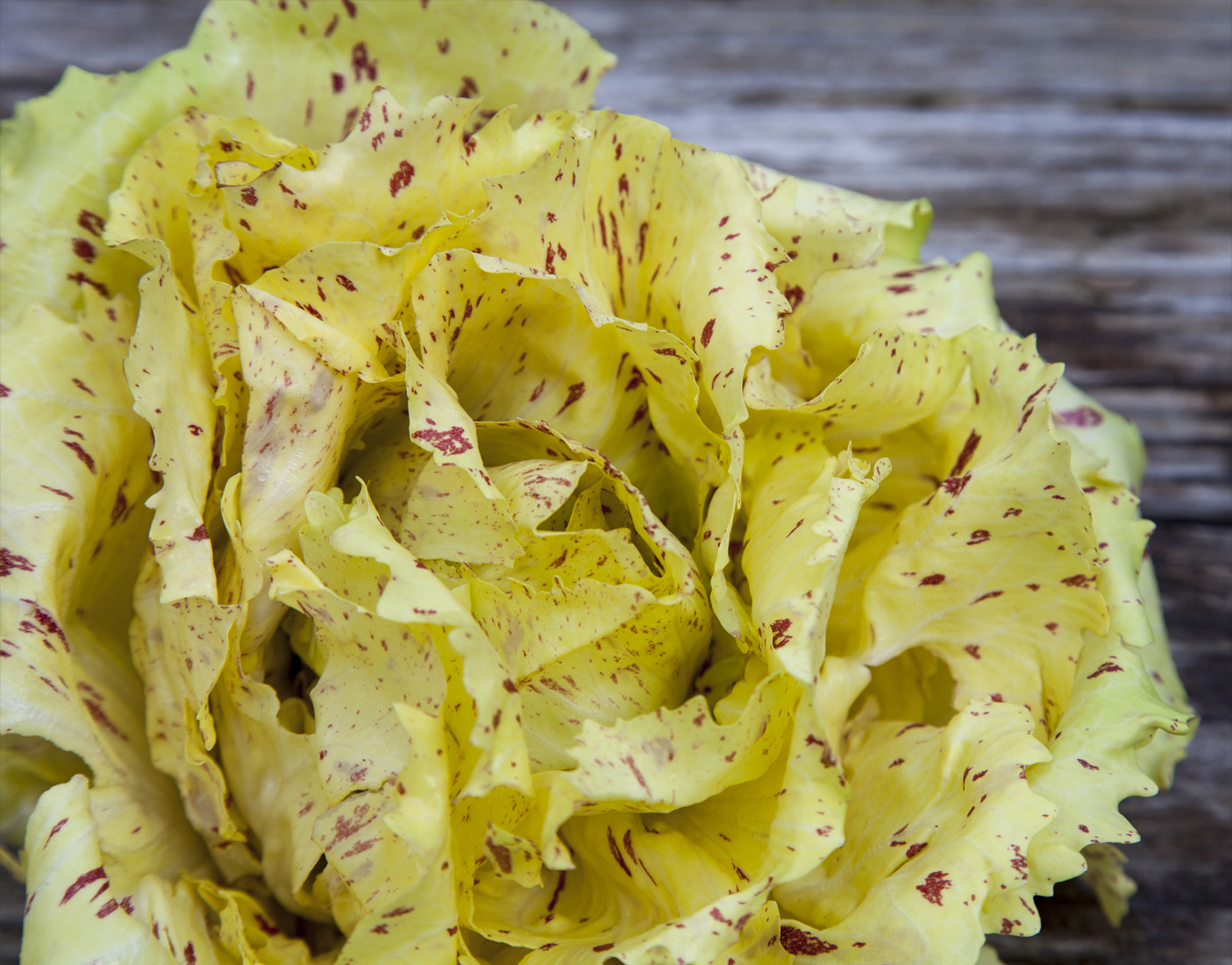 Chicory Variagato di Castelfranco