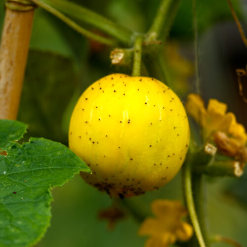 ORGANIC CUCUMBER LEMON