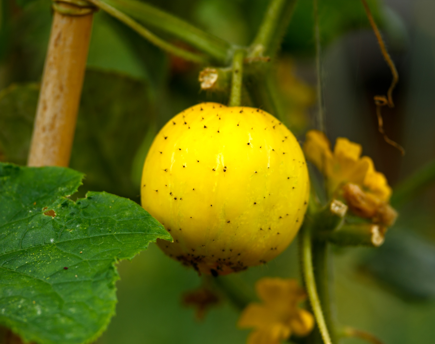 ORGANIC CUCUMBER LEMON