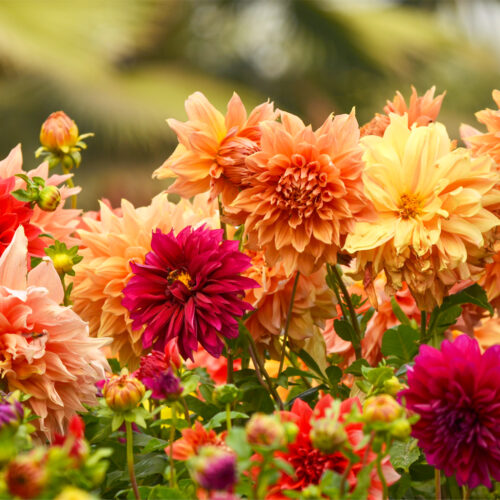 Organic Summer Bulbs