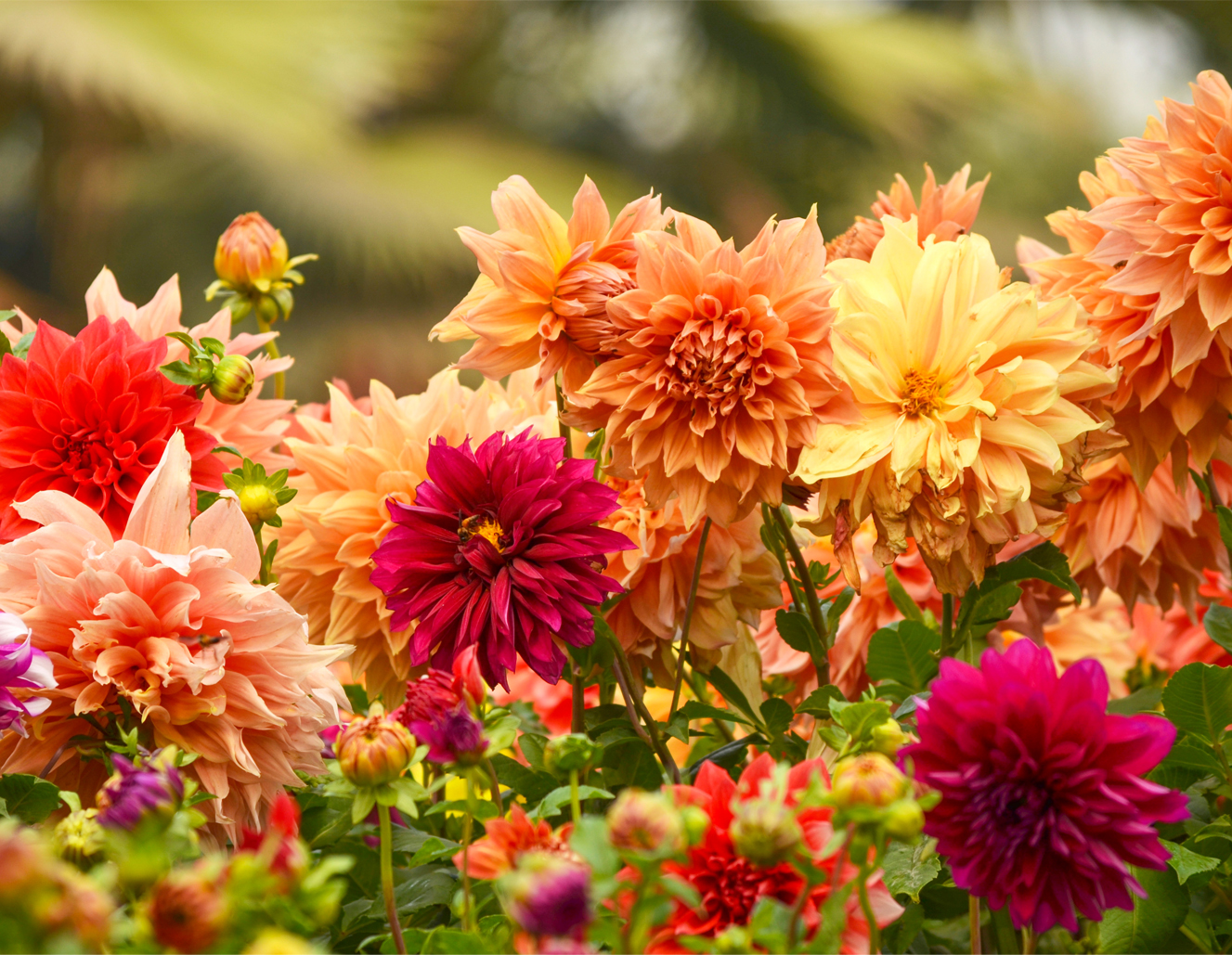 Organic Summer Bulbs
