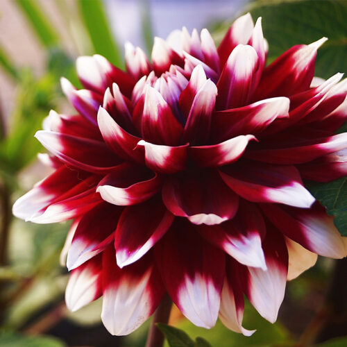 Organic Dahlia 'Duet'