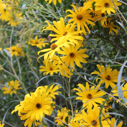 ECO Helianthus salicifolius – “Willow-Leaved Sunflower”