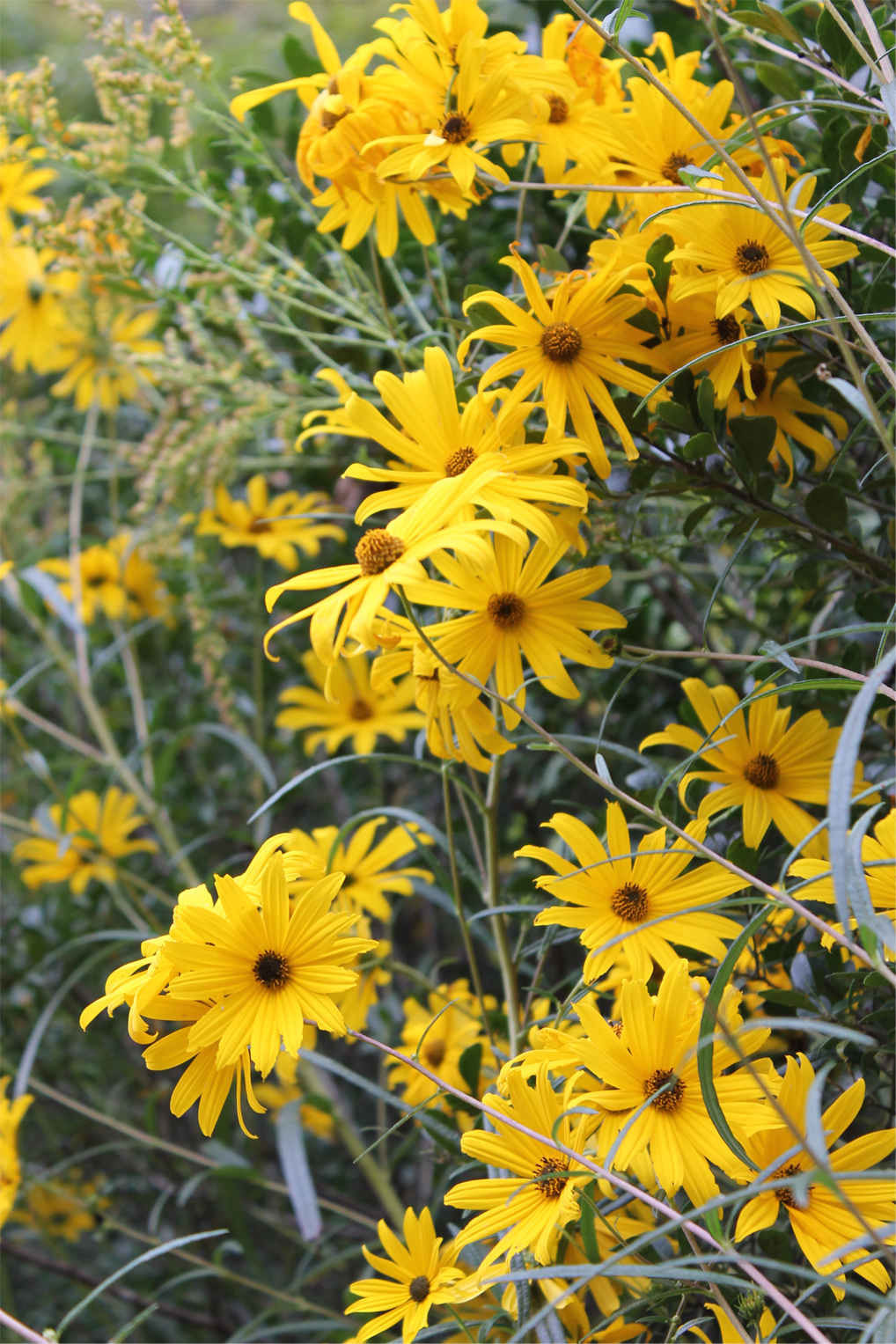 ECO Helianthus salicifolius – “Willow-Leaved Sunflower”