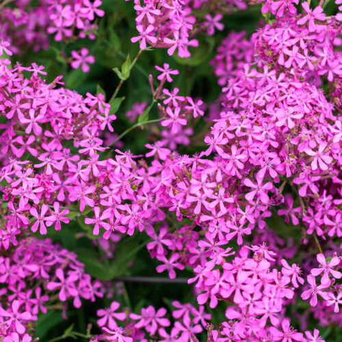 Organic Garden Campion (Silene armeria).