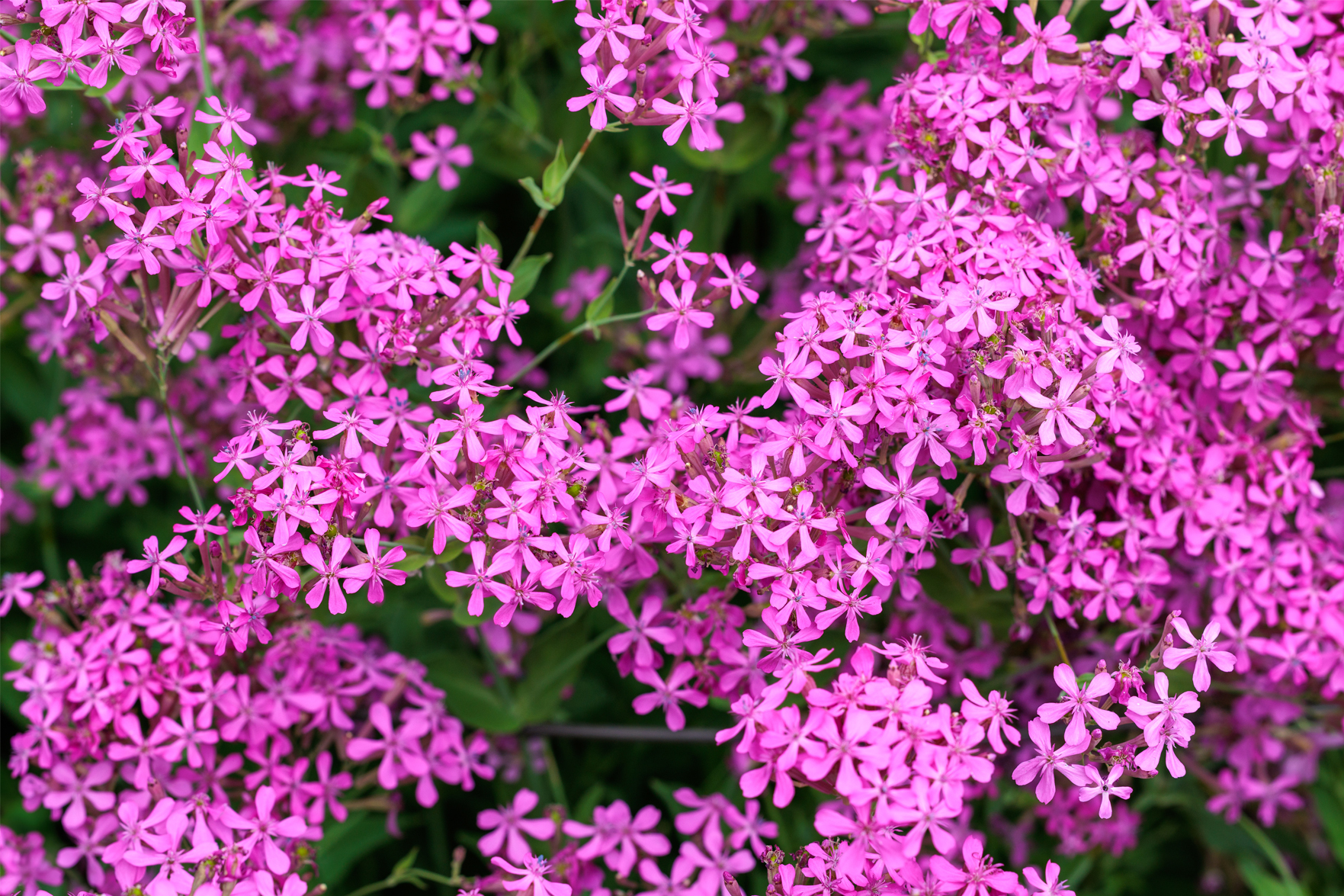 Organic Garden Campion (Silene armeria).