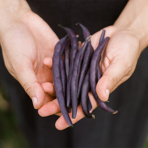 French Dwarf Bean Royal Burgundy