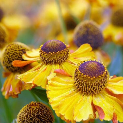 Helenium Rauchtopas