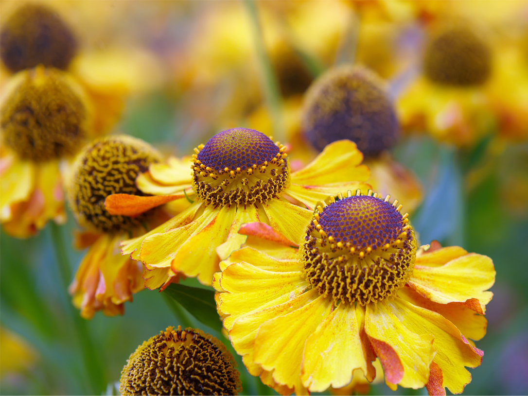 Helenium Rauchtopas