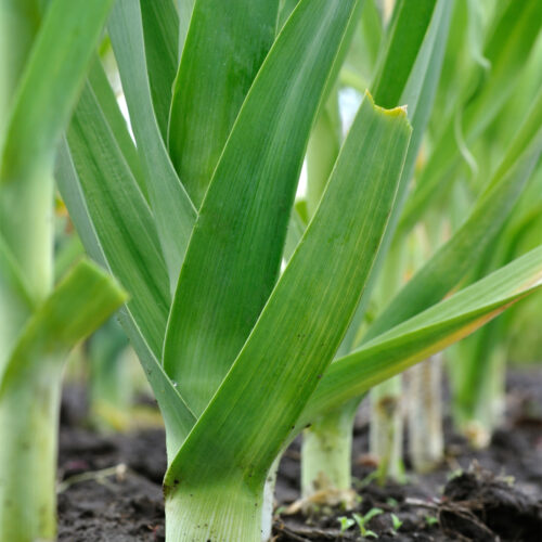 ORGANIC LEEK BLUE GREEN WINTER HUSKY