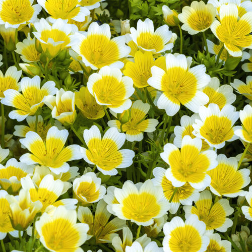 ORGANIC FLOWER LIMNANTHES DOUGLASII, POACHED-EGG PLANT