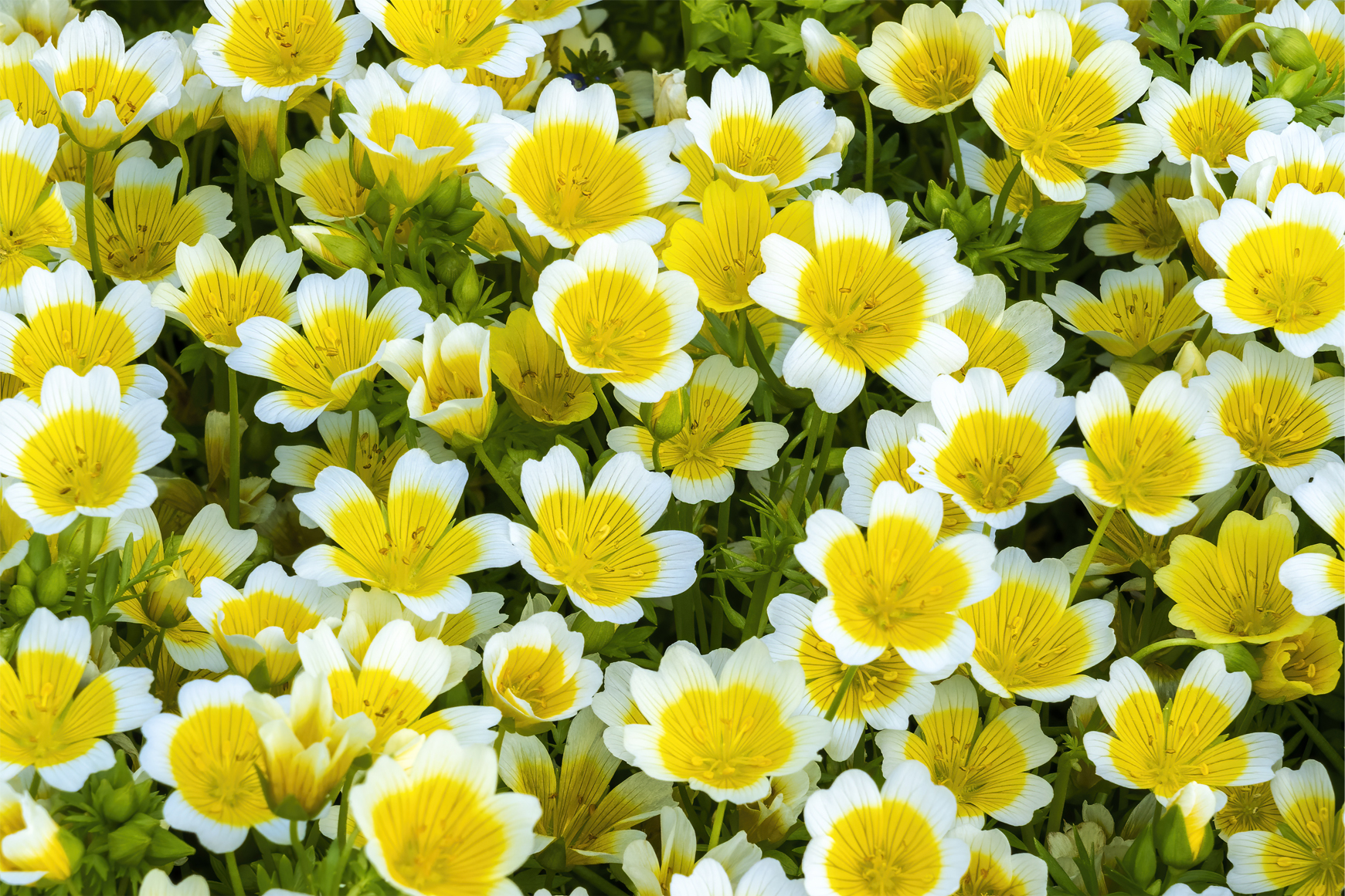 ORGANIC FLOWER LIMNANTHES DOUGLASII, POACHED-EGG PLANT
