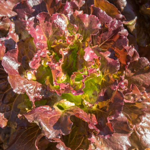 Lettuce Butterhead Roxy