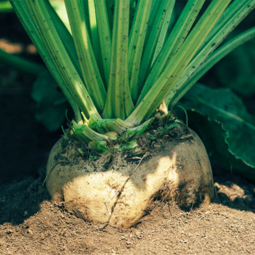 ORGANIC SWEDE WILHELMSBURGER