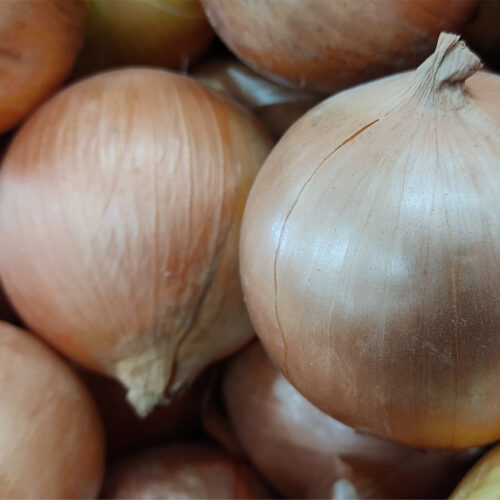 ORGANIC ONION HYBOUND F1