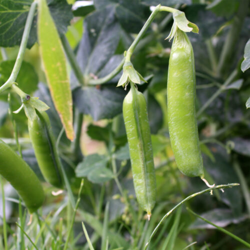 ORGANIC PEA RONDO
