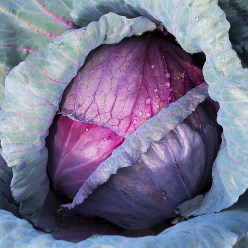 Langedijker Bewaar Red Cabbage