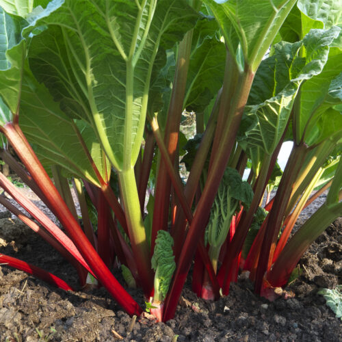 Organic Rhubarb Victoria
