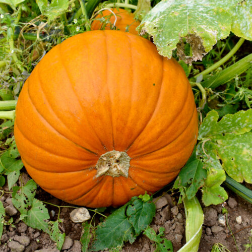 ORGANIC SQUASH JACK O LANTERN