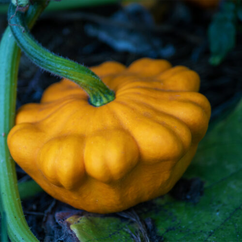 Orange Patisson Squash