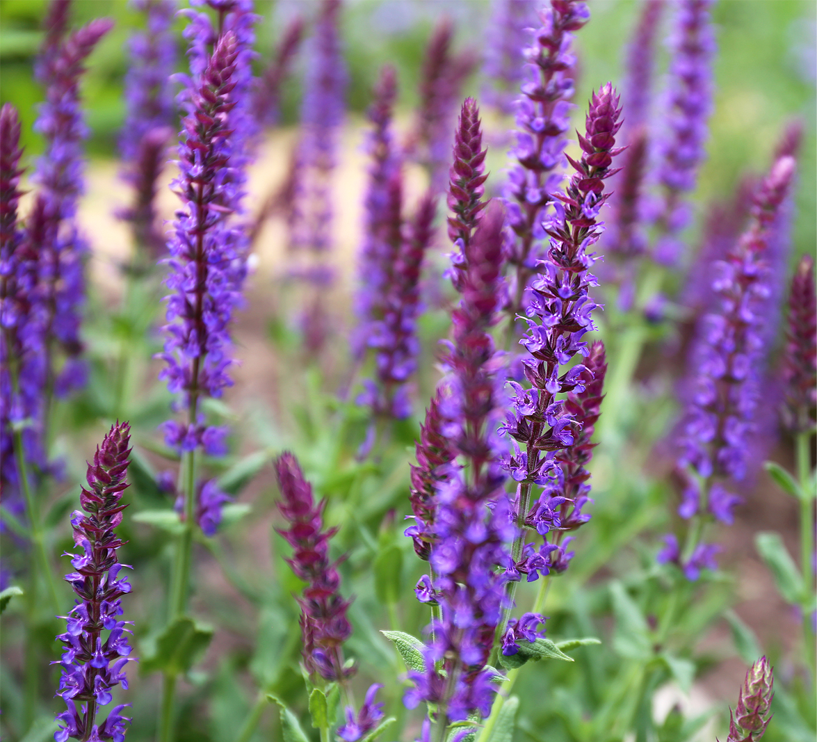 Salvia ‘Amethyst’