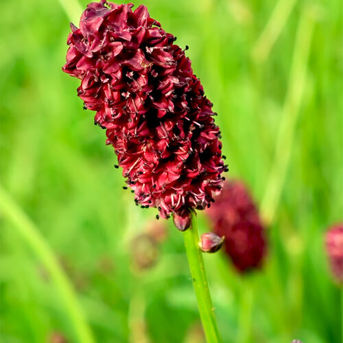 ECO Sanguisorba Red Thunder