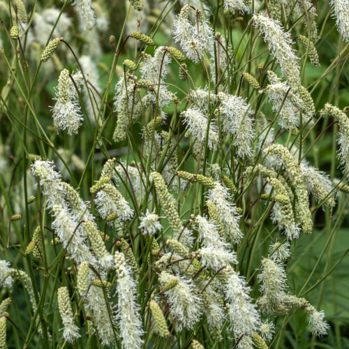 Sanguisorba tenuifolia 'All Time High'