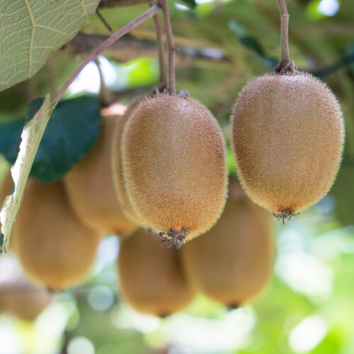 Kiwi Fruit Actinidia deliciosa 'Kivite®' (Organic)