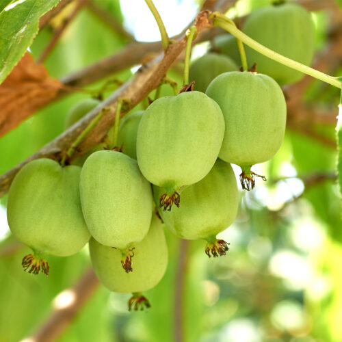 Kiwi Fruit Actinidia arguta 'Super Issai' (Organic)